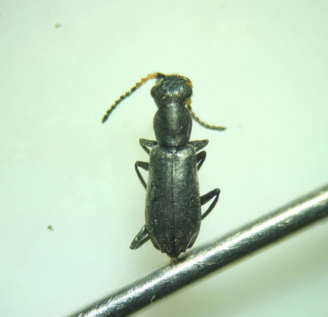 Charopus concolor - egyszínű bibircsesbogár