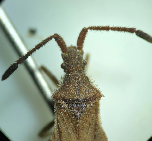 Coriomeris