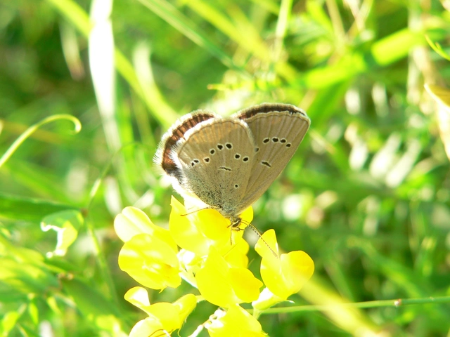 Cyaniris semiargus - aprószemes boglárka