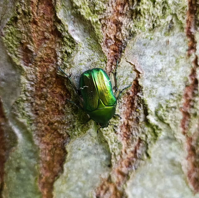Cetonia aurata - aranyos virágbogár