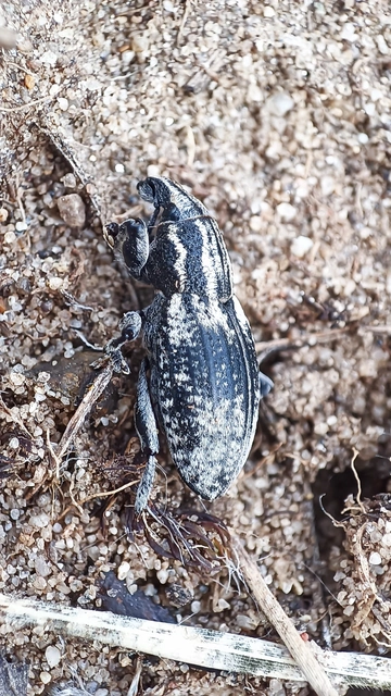 Pseudocleonus cinereus - hamvas barkó