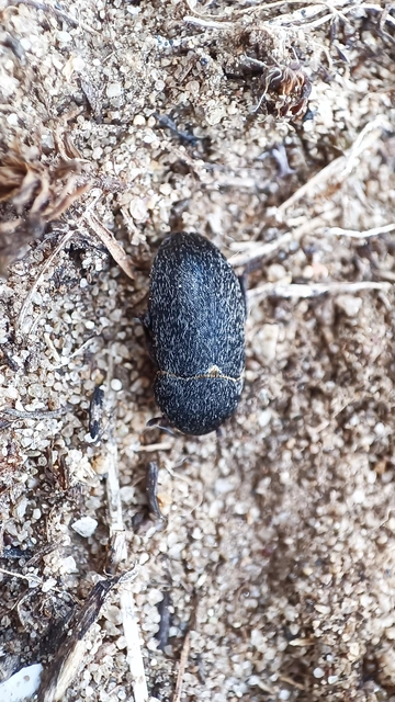 Dermestes laniarius - gyászos porva Dermestes laniarius - gyászos porva