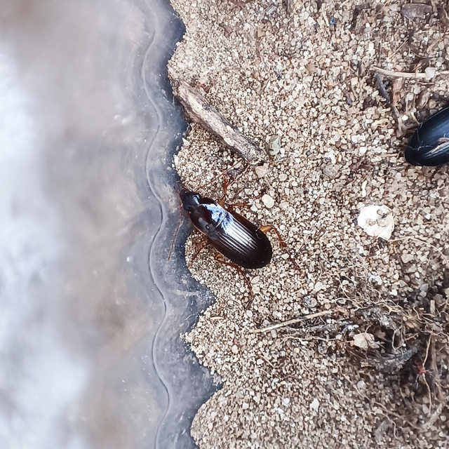 Calathus cinctus - parlagi tarfutó