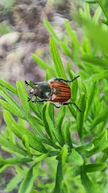Chaetopteroplia segetum - rozsszipoly