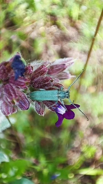 Phytoecia coerulescens - kígyósziszcincér