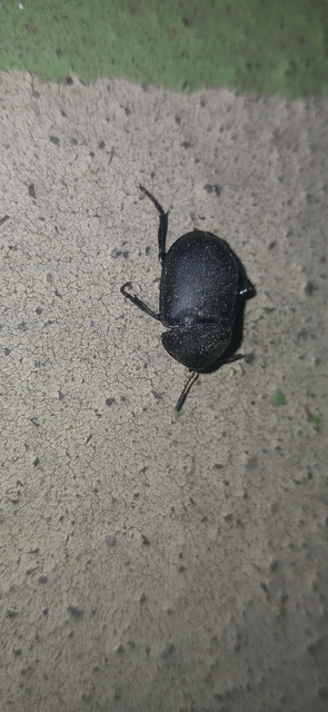 Ablattaria laevigata - sima csigarabló