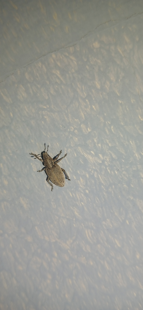 Tanymecus dilaticollis - kukorica-hegyesfarúbarkó