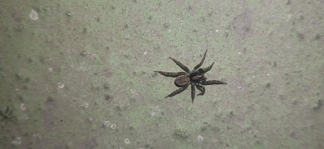 Arctosa leopardus