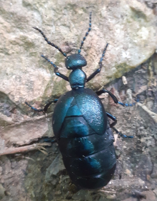 Meloe violaceus - kék nünüke