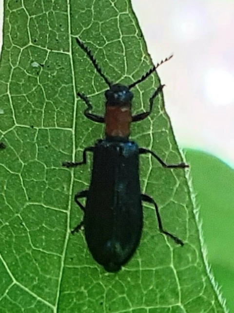 Tillus elongatus - fekete szúfarkas