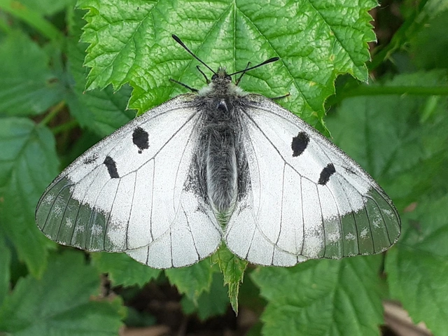 Parnassius mnemosyne - kis apollólepke