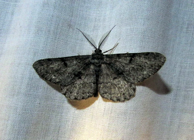 Hypomecis roboraria - nagy tölgyfaaraszoló