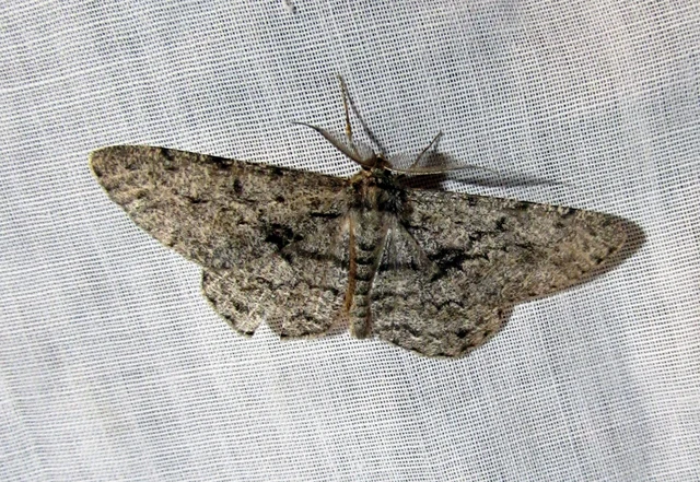 Hypomecis roboraria - nagy tölgyfaaraszoló