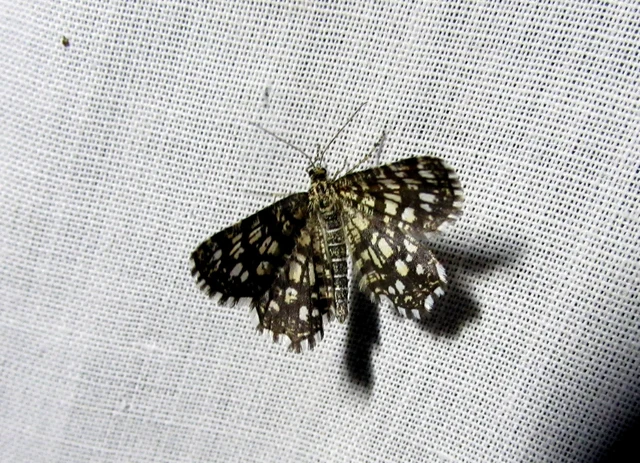 Chiasmia clathrata - rácsos rétiaraszoló