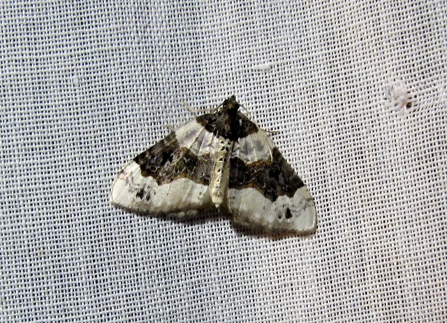 Cosmorhoe ocellata - szemes galajaraszoló