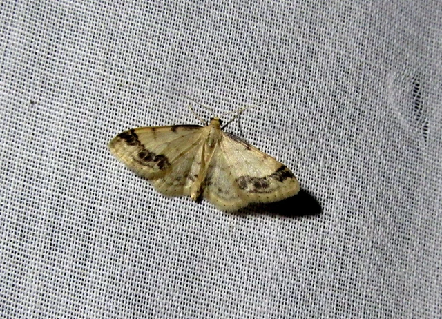 Idaea trigeminata - csúcsfoltos apróaraszoló