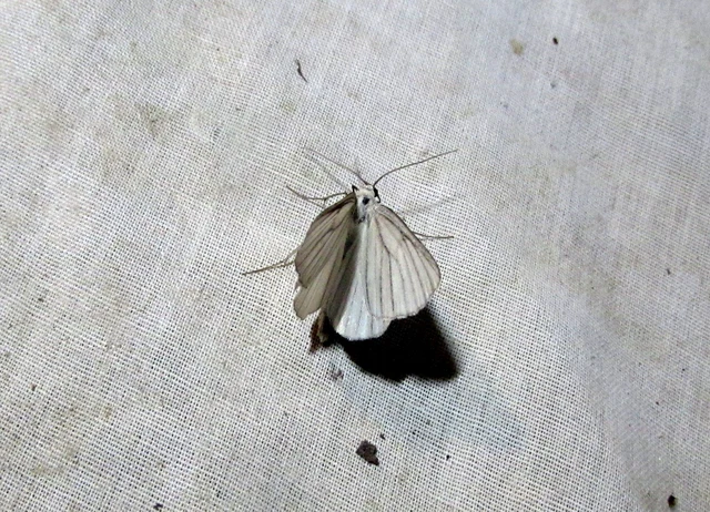 Siona lineata - vonalas fehéraraszoló
