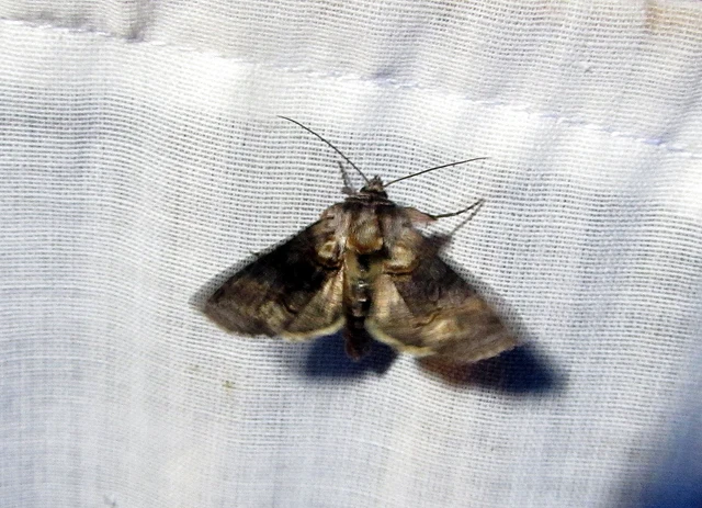 Abrostola asclepiadis - barnaövű csalánbagoly