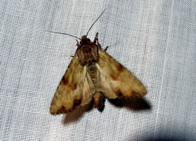 Apamea sublustris - sárgás dudvabagoly