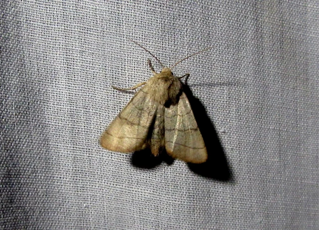 Charanyca trigrammica - háromsávos lombbagoly