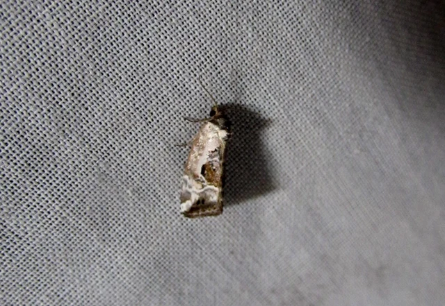 Hapalotis venustula - rózsaszínű mázasbagoly