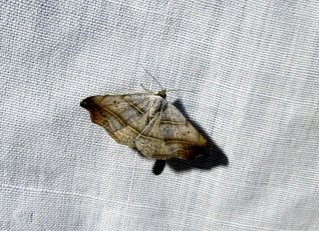 Laspeyria flexula - zuzmóbagoly