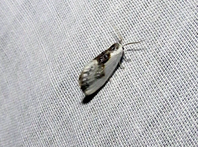 Cilix glaucata - törpe sarlósszövő