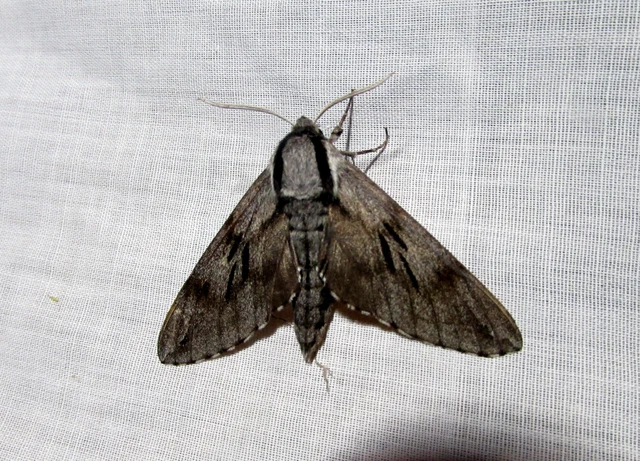 Hyloicus pinastri - fenyőszender