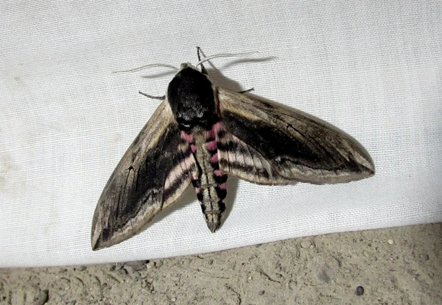 Sphinx ligustri - fagyalszender