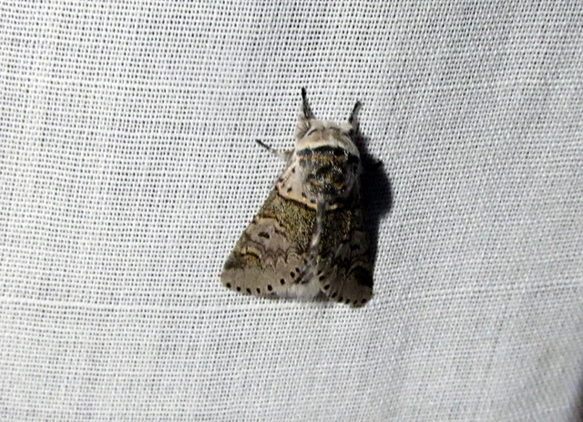 Furcula furcula - szürke púposszövő
