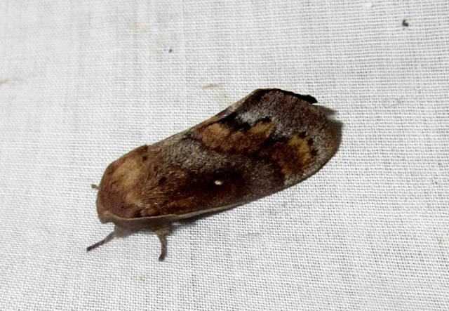 Dendrolimus pini - fenyőpohók