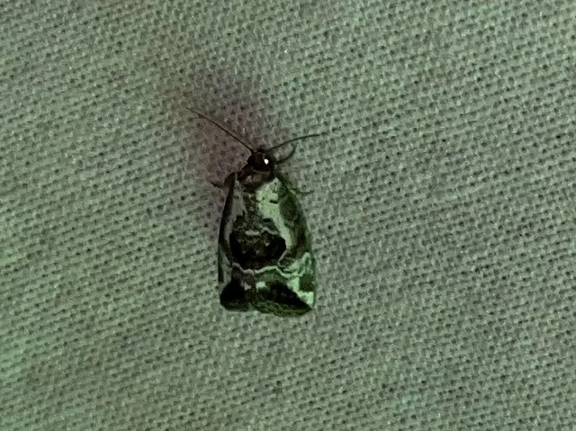 Hapalotis venustula - rózsaszínű mázasbagoly