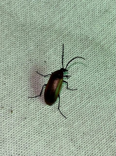 Pseudocistela ceramboides - narancssárga alkonybogár