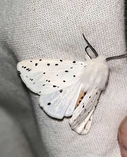 Spilosoma lubricipedum - tejszínű medvelepke