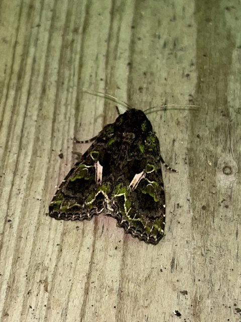 Trachea atriplicis - nyári zöldbagoly