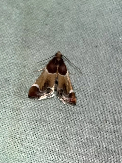 Pyralis farinalis - lisztilonca