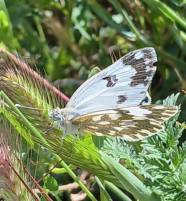 Pontia edusa - rezedalepke