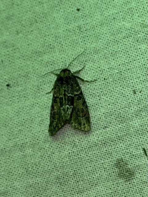 Cryphia fraudatricula - homoki zuzmóbagoly