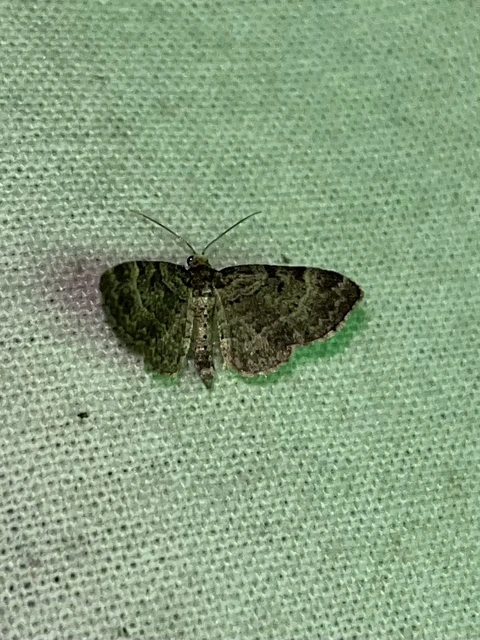 Pasiphila chloerata - hamvas törpearaszoló