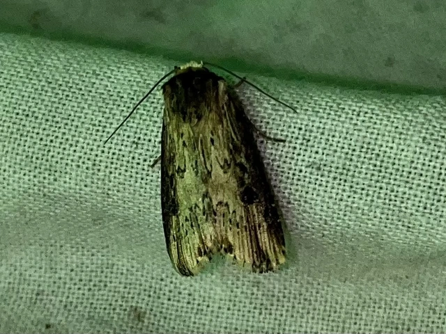 Axylia putris - vonalkás földibagoly