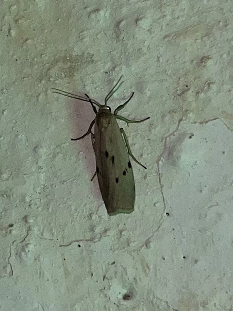 Pelosia muscerda - hamvas zuzmószövő