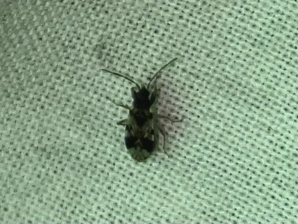 Scolopostethus Scolopostethus
