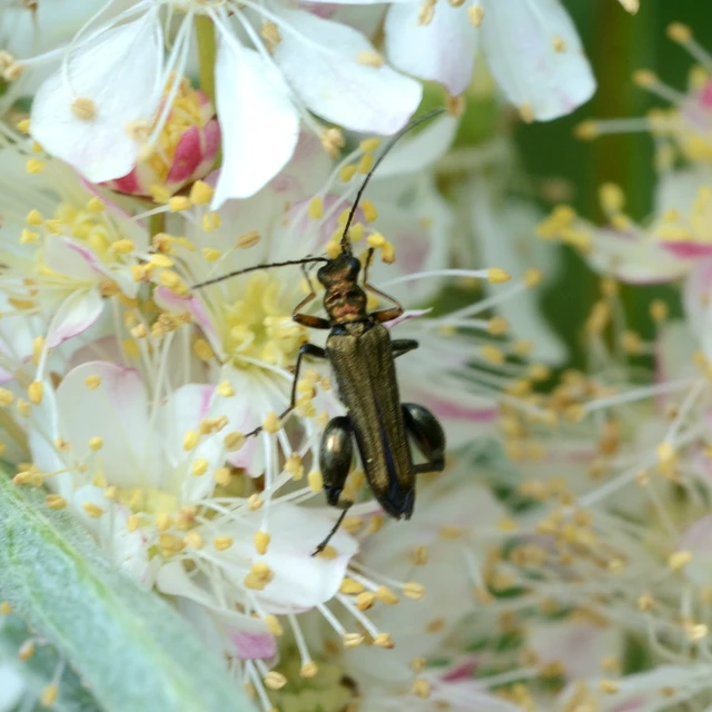 Oedemera flavipes - sárgalábú álcincér Oedemera flavipes - sárgalábú álcincér