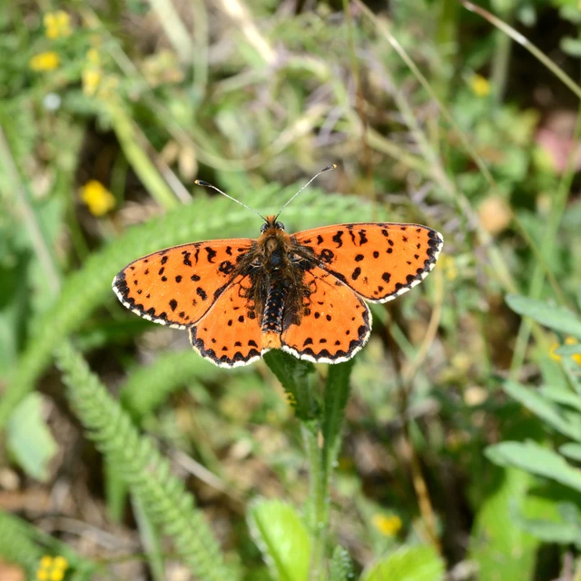 Melitaea didyma - tüzes tarkalepke
