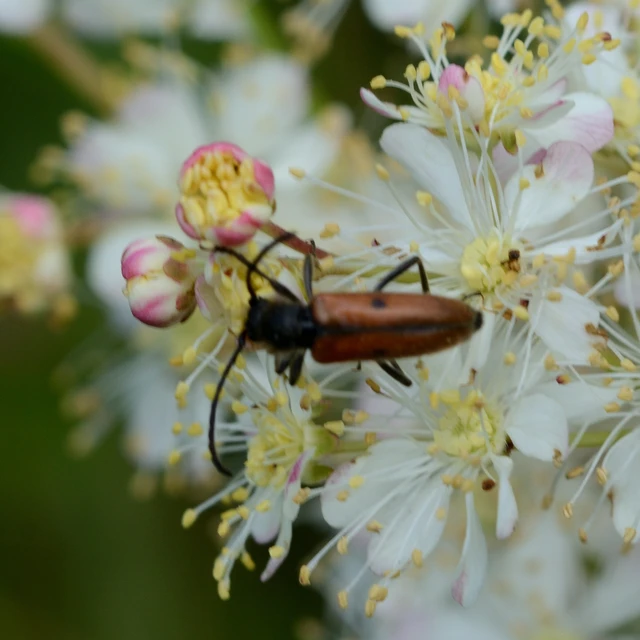 Vadonia unipunctata - kétpettyes virágcincér