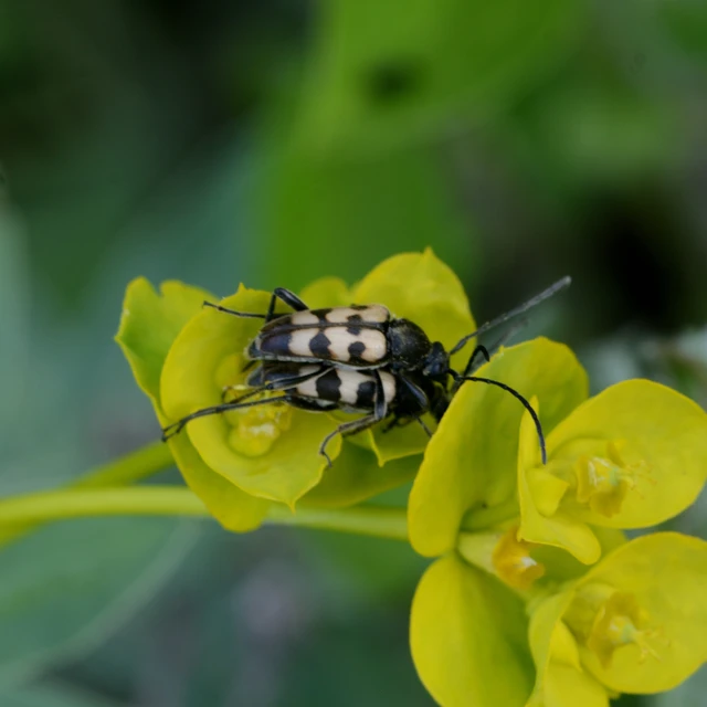 Pachytodes erraticus - rajzos virágcincér