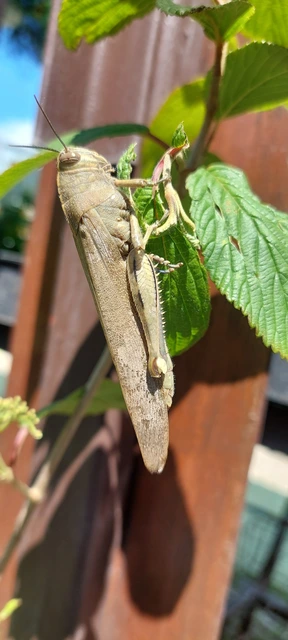 Anacridium aegyptium - egyiptomi sáska