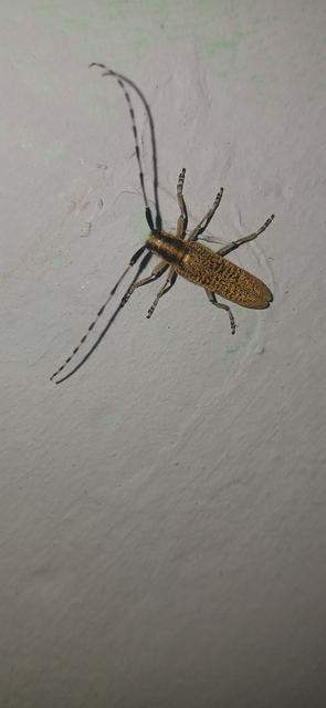 Agapanthia villosoviridescens - fehérgyűrűs bogáncscincér