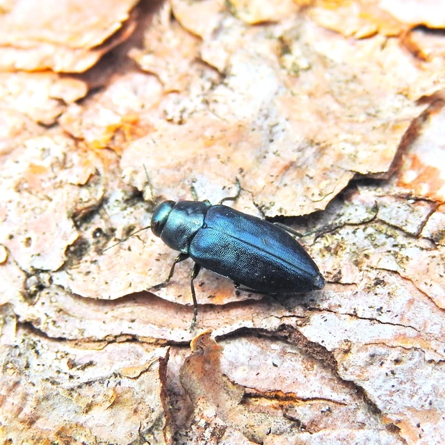 Phaenops cyanea - kék fürgedíszbogár
