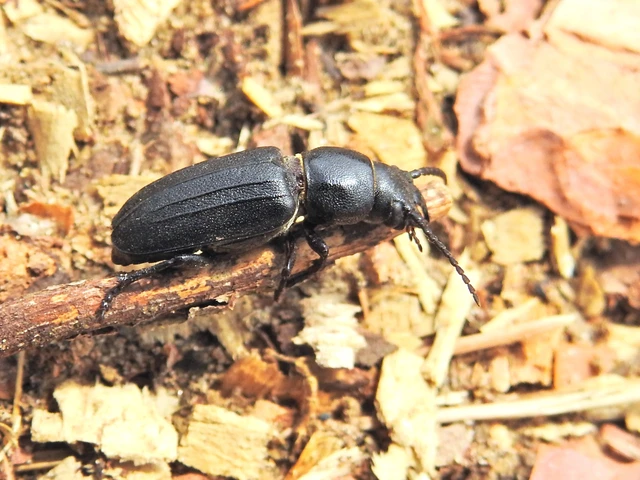 Spondylis buprestoides - erdei félcincér